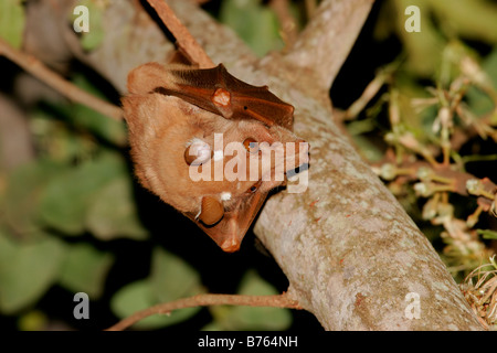 A Gambian (Peters’) Epauletted fruit bat (Epomophorus gambianus) hanging from a branch, Kruger National Park, South Africa Stock Photo
