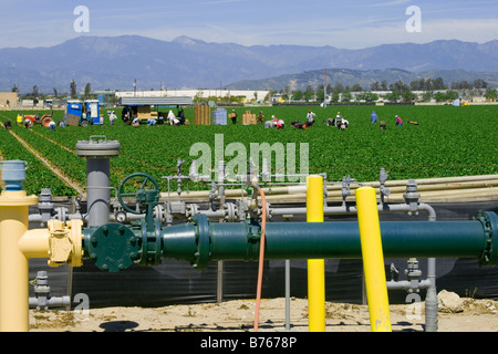 Strawberry fields being harvested. Irrigation pipes in the foreground. Oxnard, Ventura County, California, USA Stock Photo