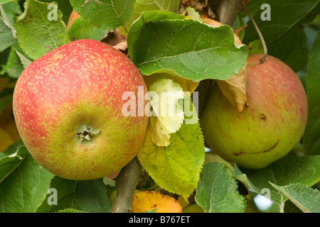 Malus spec malus malus domestica apples crabapples pommier apple harvest Stock Photo