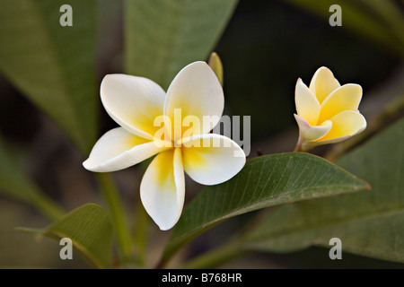 Plumeria alba, common name Frangipani Stock Photo