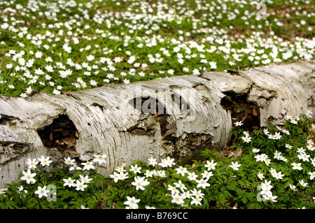 anemone nemorosa wood anemone windflower smell fox anemone sylvie flower blooming blossom