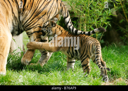 panthera tigris sumatrae sumatran tiger predator danger big cat jungle family cup couple kitten Stock Photo