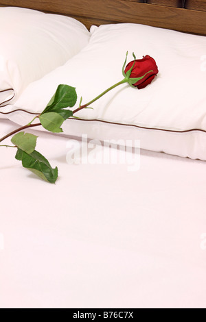 Single long stem red rose laying on pillow Stock Photo