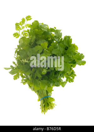 Fresh Healthy Bunch Of Ripe Aromatic Flat Leaf Parsley Cooking Ingredient Isolated Against A White Background With No People And A Clipping Path Stock Photo