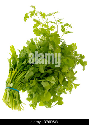 Fresh Healthy Bunch Of Ripe Aromatic Flat Leaf Parsley Cooking Ingredient Isolated Against A White Background With No People And A Clipping Path Stock Photo