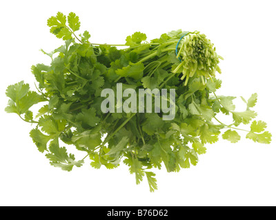 Fresh Healthy Bunch Of Ripe Aromatic Flat Leaf Parsley Cooking Ingredient Isolated Against A White Background With No People And A Clipping Path Stock Photo