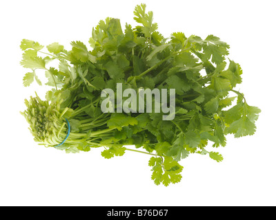 Fresh Healthy Bunch Of Ripe Aromatic Flat Leaf Parsley Cooking Ingredient Isolated Against A White Background With No People And A Clipping Path Stock Photo