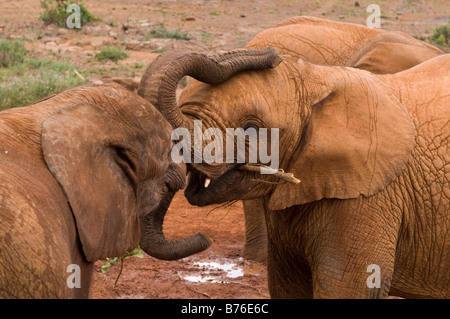 David Sheldrick Wildlife Trust Elephant Orphanage Nairobi Kenya Stock Photo