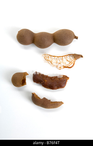 Parts of Tamarind pods laid out in a technical, botanical style. The sticky pulp surrounding inner seeds is used in flavourings. Stock Photo