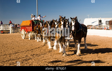 a team of clydesdales in a full hitch performance