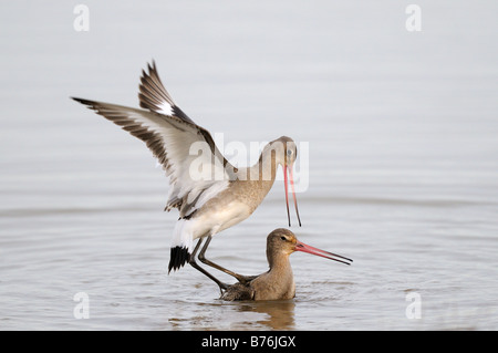 Black Tailed Godwits limosa limosa two birds fighting in water Norfolk Uk December Stock Photo
