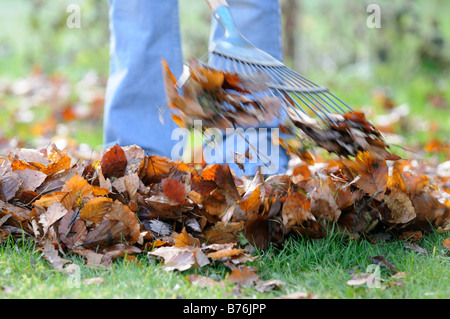 Gardener raking leaves on lawn close up shot showing gardeners legs UK December Stock Photo