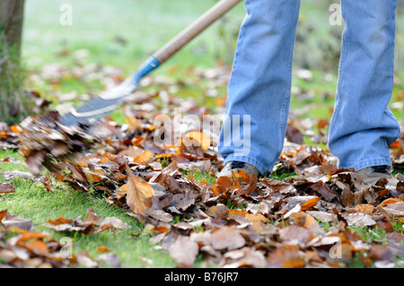 Gardener raking leaves on lawn close up shot showing gardeners legs feet UK December Stock Photo