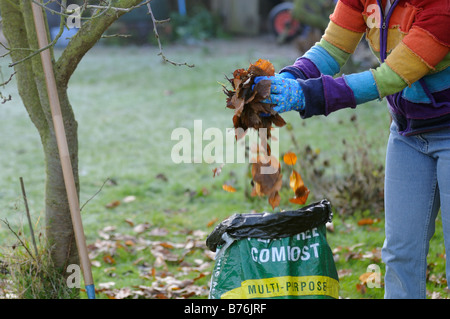 Gardener putting leaves in plastic sack to make leaf mould compost UK December Stock Photo