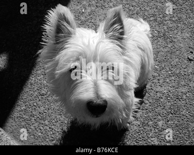 White Scottish terrier pet dog sitting and begging. Stock Photo