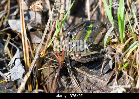 Edible Frog, Rana esculenta adult Stock Photo