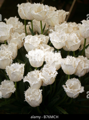 Swan Wings white fringed tulip Stock Photo