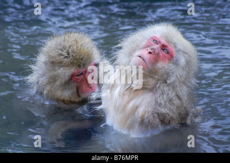 Snow monkeys in hot spring, Jigokudani, Japan Stock Photo