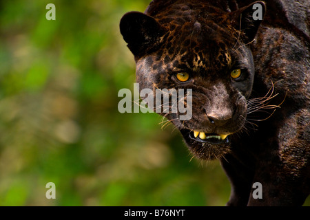 Panther or black jaguar Panthera onca snarling Stock Photo