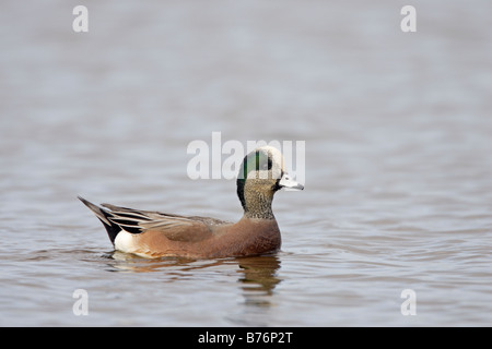 Male drake American Wigeon swimming Anas americana Stock Photo