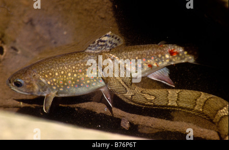 A brown snake feeding on a fish in a mountain creek swimming in the water