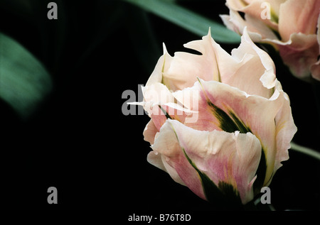 Tulipa Viridiflora China Town photograhed at Keukenhof Gardens in Lisse The Netherlands Stock Photo