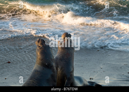 Male Elephant Seals fighting on Piedras Blancas Beach in San Simeon California Stock Photo
