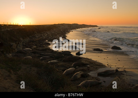 Elephant Seals on Piedras Blancas Beach in San Simeon at sunrise Stock Photo