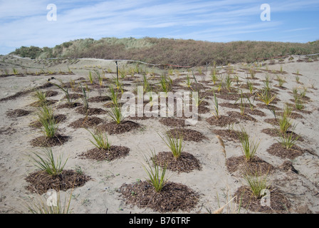 Sand dune planting, South Brighton Beach, New Brighton, Christchurch, Canterbury, New Zealand Stock Photo