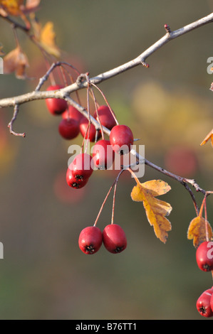 Small-leaved hawthorn (Crataegus microphylla) Stock Photo