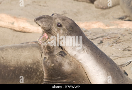 Elephant Seals play fighting on Piedras Blancas Beach in San Simeon Stock Photo