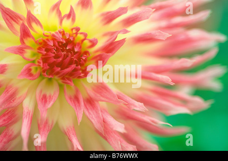 Dahlia 'Lipstick' Stock Photo