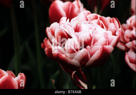 Double Late tulipa Drumline photograhed at Keukenhof Gardens in Lisse The Netherlands Stock Photo