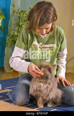domestic rabbit (Oryctolagus cuniculus f. domestica), girl plays with long-haired domesticated rabbit Stock Photo