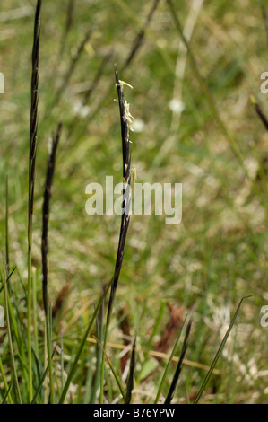 Mat grass, nardus stricta Stock Photo