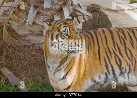 Female Sumatran TIger mom watches her cubs play Stock Photo