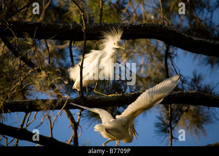 Snowy Egret (Egretta thula) chicks aggressively chase a frightened parent for food. Stock Photo