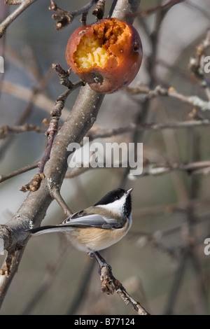 Black-capped Chickadee, Parus atricapillus, looking up at apple in apple tree during winter in New Hampshire, United States Stock Photo