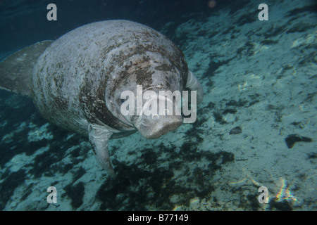 West Indian Manatee Crystal river florida Stock Photo