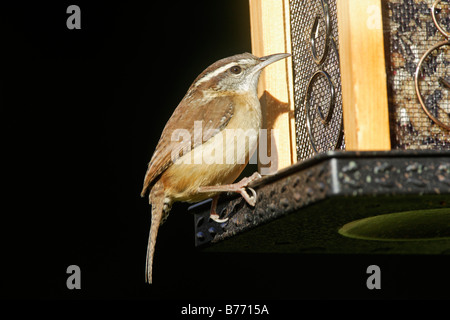 Carolina Wren on garden feeder Stock Photo