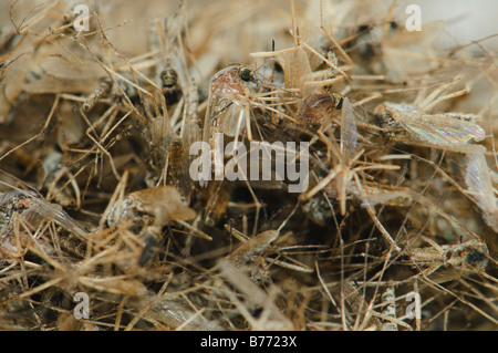 Pile of dead Aedes caspius mosquitoes Spain Stock Photo