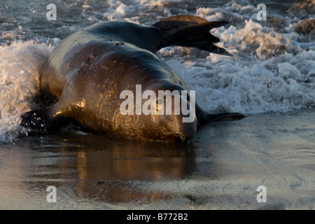 Elephant Seals on Piedras Blancas Beach in San Simeon California Stock Photo