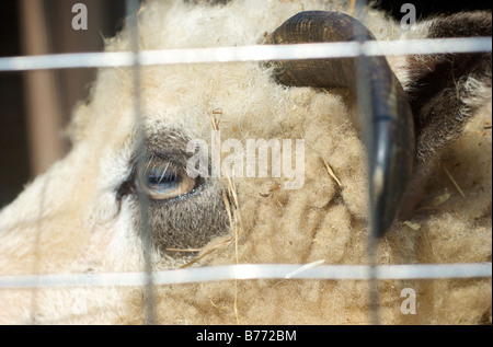 Closeup photo of eye wool and horn or Jacob Four Horned Sheep through fence at Prospect Park Zoo in Brooklyn New York USA Stock Photo