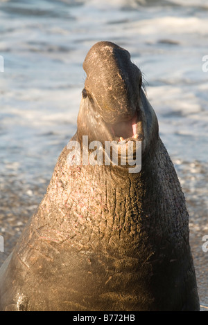 Elephant Seals on Piedras Blancas Beach in San Simeon California Stock Photo