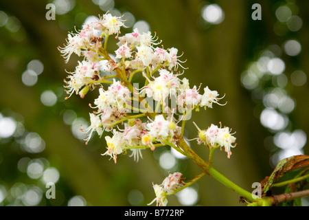 Blossom of the horse chestnut tree Stock Photo