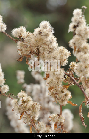 European goldenrod (Solidago virgaurea) Stock Photo