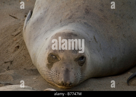 Female Elephant Seal on Piedras Blancas Beach in San Simeon Stock Photo
