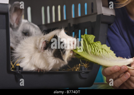 cavy, guinea pig (Cavia spec.), girl lures her guinea pig out of its' cage, in the background is a rabit Stock Photo
