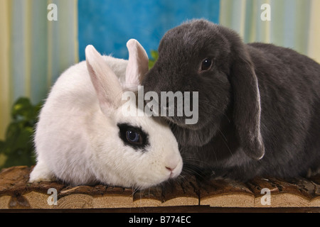 Dwarf Rabbits Two Rabbit (Cuniculus), ram rabbit, dwarf rabbit, two, pet, fur, colour ...