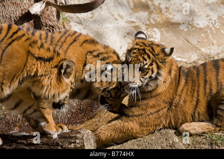 Three Sumatran Tiger Cubs playing in captivity Stock Photo